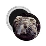 White Bengal Tiger 2.25  Magnet