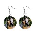 Horse And Colt 1  Button Earrings