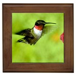 Humming Bird Framed Tile