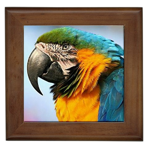 Macaw Parrot Framed Tile from ArtsNow.com Front