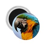 Macaw Parrot 2.25  Magnet