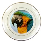 Macaw Parrot Porcelain Plate