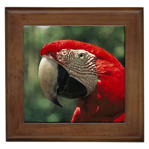 Macaw Parrot Framed Tile from ArtsNow.com Front