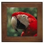 Macaw Parrot Framed Tile