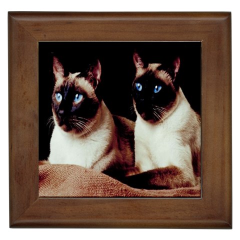 Siamese 3 Framed Tile from ArtsNow.com Front