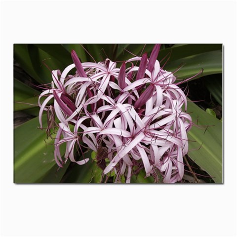 purple flowers Postcard 4 x 6  (Pkg of 10) from ArtsNow.com Front