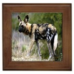 African Wild Dog Framed Tile