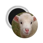 Sheep Lamb 2.25  Magnet