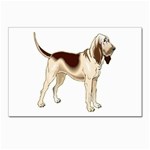 Bloodhound Postcards 5  x 7  (Pkg of 10)