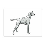 Dalmation Sticker A4 (10 pack)