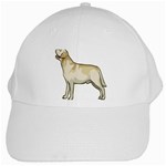 Labrador Retriever White Cap