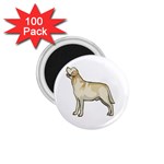 Labrador Retriever 1.75  Magnet (100 pack) 