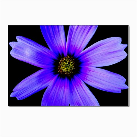 Purple Bloom Postcard 4 x 6  (10 Pack) from ArtsNow.com Front