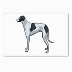 Whippet Postcards 5  x 7  (Pkg of 10)