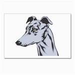 Greyhound Postcard 4  x 6 