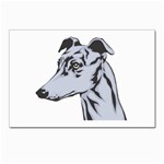 Greyhound Postcard 5  x 7 