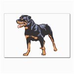 Rottweiler Postcard 5  x 7 