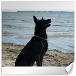 Black German Shepherd Canvas 16  x 16  (Unframed)