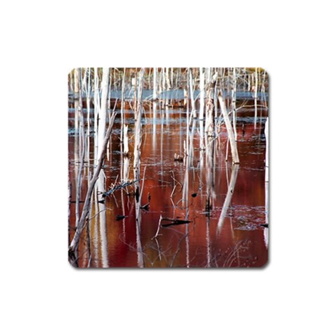 Automn Swamp Magnet (Square) from ArtsNow.com Front