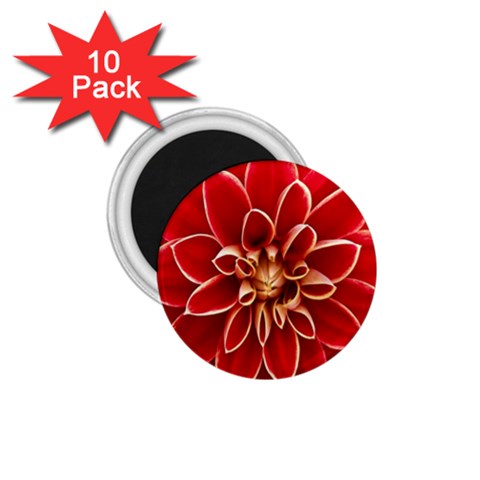 Red Dahila 1.75  Button Magnet (10 pack) from ArtsNow.com Front