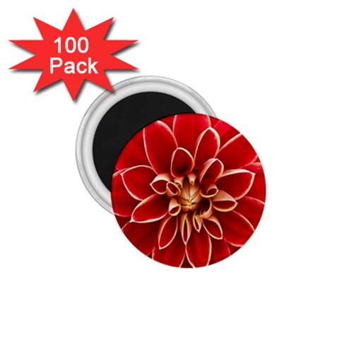 Red Dahila 1.75  Button Magnet (100 pack) from ArtsNow.com Front