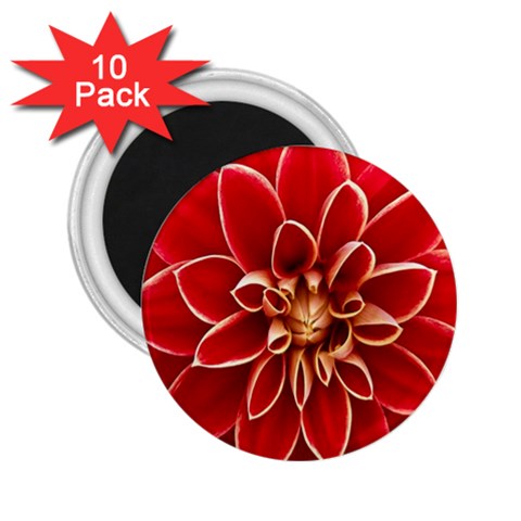 Red Dahila 2.25  Button Magnet (10 pack) from ArtsNow.com Front