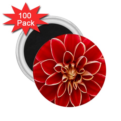 Red Dahila 2.25  Button Magnet (100 pack) from ArtsNow.com Front