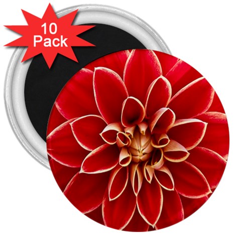 Red Dahila 3  Button Magnet (10 pack) from ArtsNow.com Front