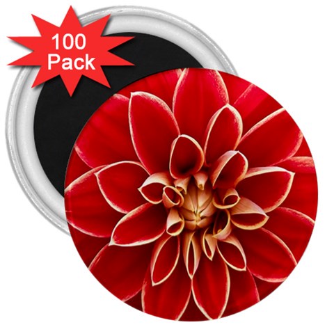 Red Dahila 3  Button Magnet (100 pack) from ArtsNow.com Front