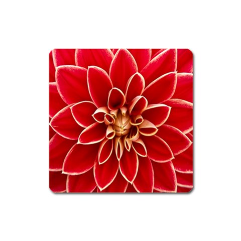 Red Dahila Magnet (Square) from ArtsNow.com Front