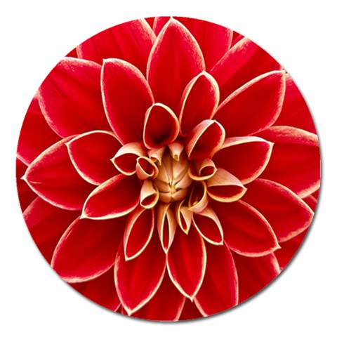 Red Dahila Magnet 5  (Round) from ArtsNow.com Front