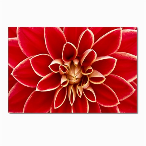 Red Dahila Postcard 4 x 6  (10 Pack) from ArtsNow.com Front