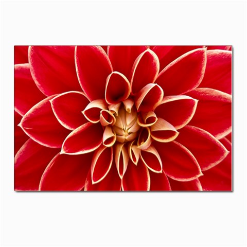 Red Dahila Postcards 5  x 7  (10 Pack) from ArtsNow.com Front