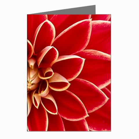 Red Dahila Greeting Card (8 Pack) from ArtsNow.com Left