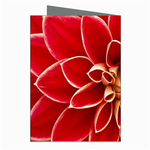 Red Dahila Greeting Card (8 Pack) from ArtsNow.com Right