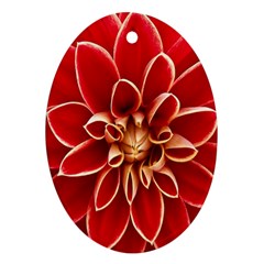 Red Dahila Oval Ornament (Two Sides) from ArtsNow.com Front