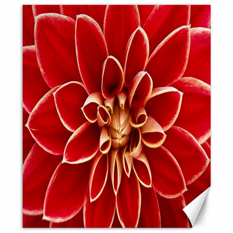 Red Dahila Canvas 8  x 10  (Unframed) from ArtsNow.com 8.15 x9.66  Canvas - 1