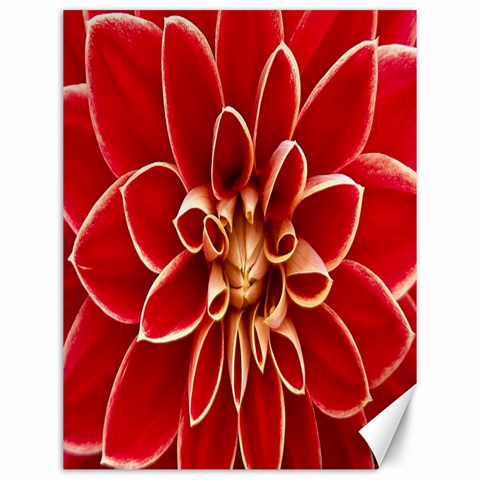 Red Dahila Canvas 12  x 16  (Unframed) from ArtsNow.com 11.86 x15.41  Canvas - 1