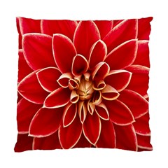 Red Dahila Cushion Case (Two Sided)  from ArtsNow.com Front