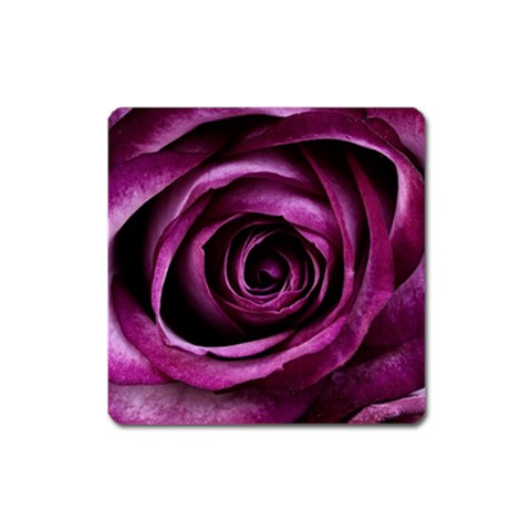 Deep Purple Rose Magnet (Square) from ArtsNow.com Front