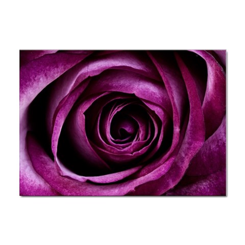 Deep Purple Rose A4 Sticker 10 Pack from ArtsNow.com Front