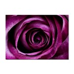 Deep Purple Rose A4 Sticker 10 Pack