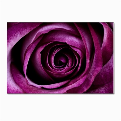 Deep Purple Rose Postcard 4 x 6  (10 Pack) from ArtsNow.com Front