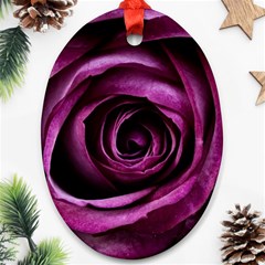 Deep Purple Rose Oval Ornament (Two Sides) from ArtsNow.com Front