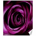 Deep Purple Rose Canvas 20  x 24  (Unframed)