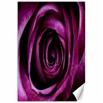 Deep Purple Rose Canvas 20  x 30  (Unframed)