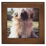 Tibetan terrier Framed Tile