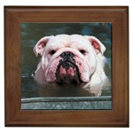 English Bulldog Framed Tile