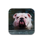 English Bulldog Rubber Square Coaster (4 pack)