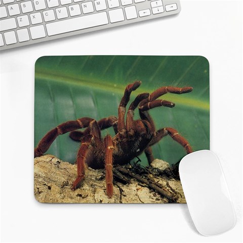 Spider_pictures Large Mousepad from ArtsNow.com Front